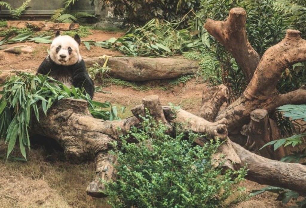 10 Game-Changing Smart Souvenir Ideas That Transform Zoos and Aquariums Into Conservation Champions